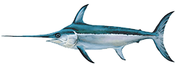 broadbill_swordfish